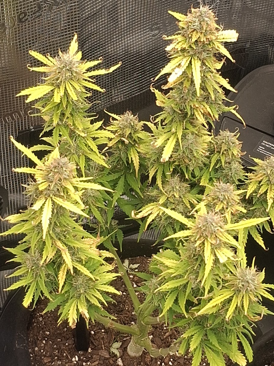bbs-grow-diaries/blimburnseeds-com/user-47707/e5f813577bc1c2de