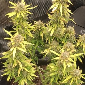 bbs-grow-diaries/blimburnseeds-com/user-47707/e5f813577bc1c2de