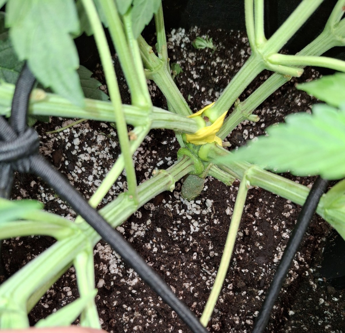 bbs-grow-diaries/blimburnseeds-com/user-47707/ed30add0683e43b6