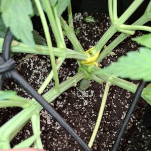 bbs-grow-diaries/blimburnseeds-com/user-47707/ed30add0683e43b6