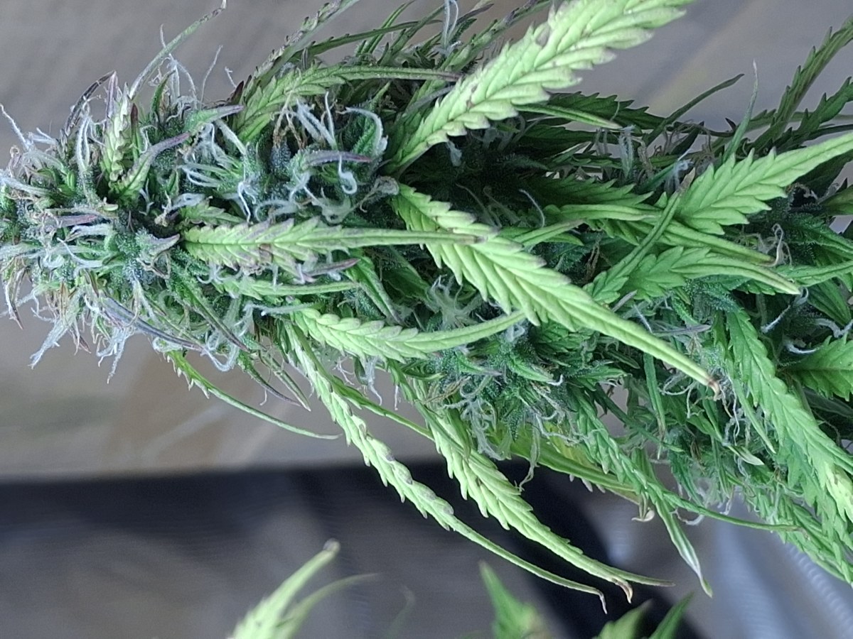 bbs-grow-diaries/blimburnseeds-com/user-47707/fd0a5941ab3756dc