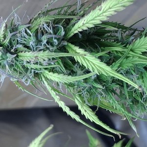 bbs-grow-diaries/blimburnseeds-com/user-47707/fd0a5941ab3756dc