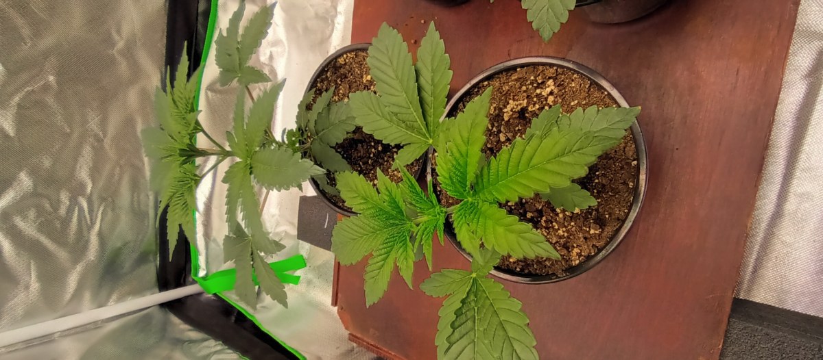 bbs-grow-diaries/blimburnseeds-com/user-47937/09a75c8feca506cf