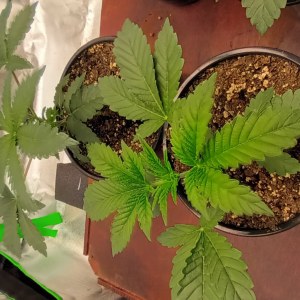 bbs-grow-diaries/blimburnseeds-com/user-47937/09a75c8feca506cf