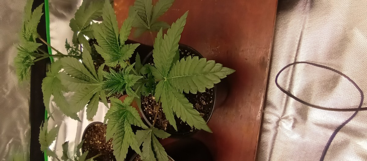 bbs-grow-diaries/blimburnseeds-com/user-47937/3cd1bd760cf8fefb