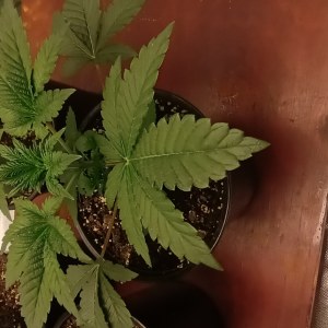 bbs-grow-diaries/blimburnseeds-com/user-47937/3cd1bd760cf8fefb