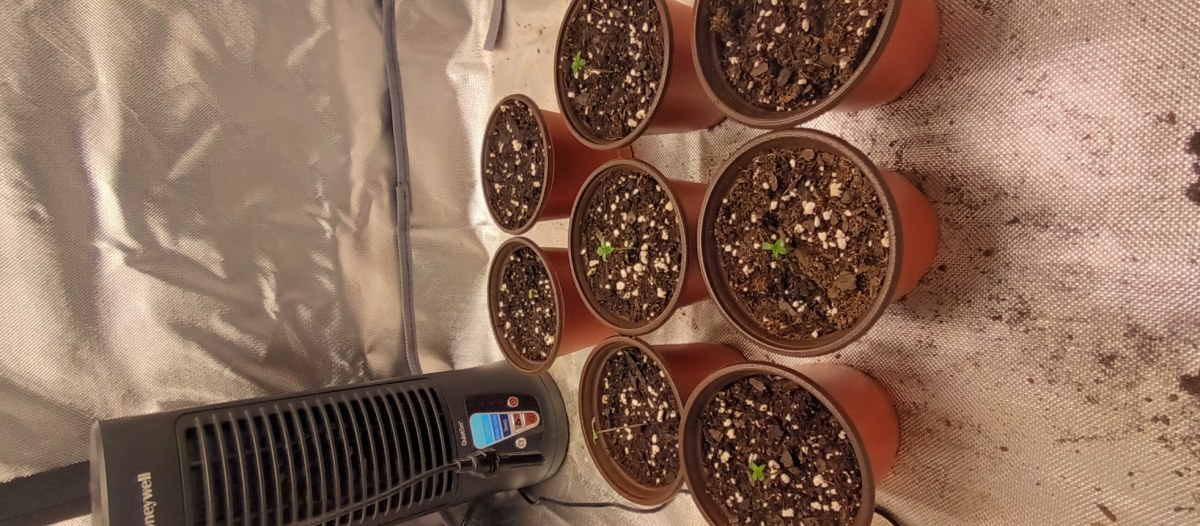 bbs-grow-diaries/blimburnseeds-com/user-47937/6c91695f28c4b1e7