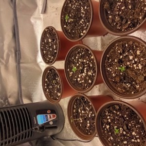 bbs-grow-diaries/blimburnseeds-com/user-47937/6c91695f28c4b1e7