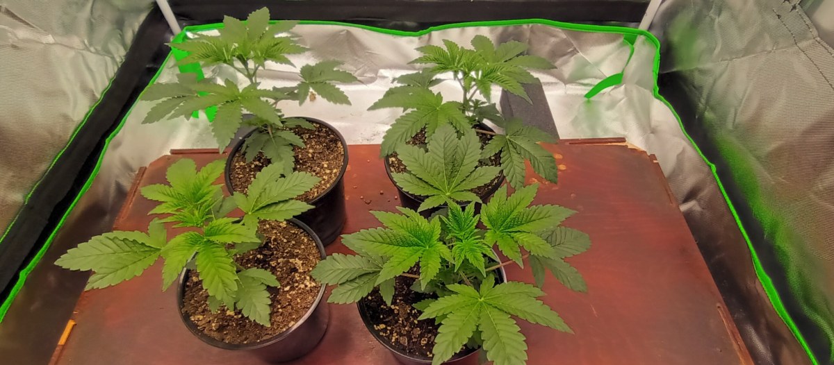 bbs-grow-diaries/blimburnseeds-com/user-47937/9b214b70fd684868