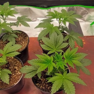 bbs-grow-diaries/blimburnseeds-com/user-47937/9b214b70fd684868