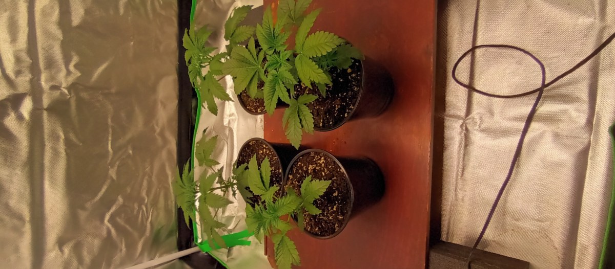 bbs-grow-diaries/blimburnseeds-com/user-47937/f26014ed5ae084e7