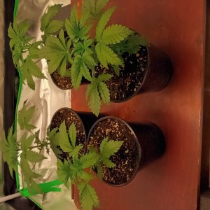 bbs-grow-diaries/blimburnseeds-com/user-47937/f26014ed5ae084e7
