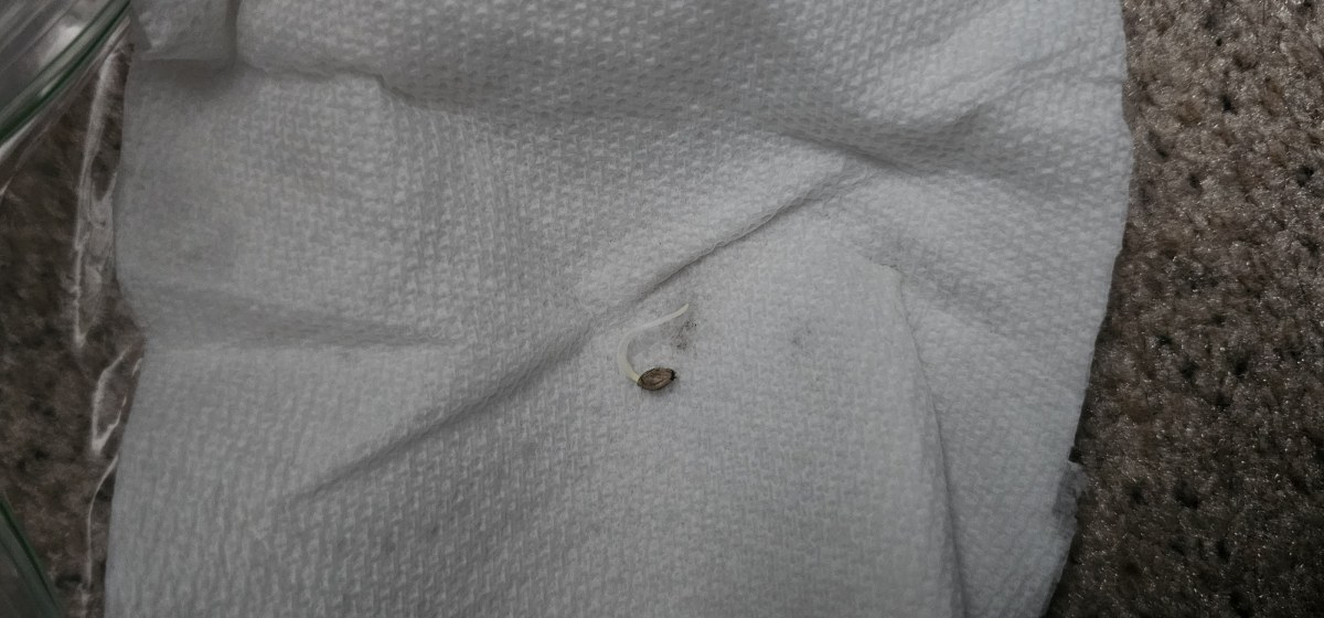 bbs-grow-diaries/blimburnseeds-com/user-48251/2d69e1c0e40b1fb6