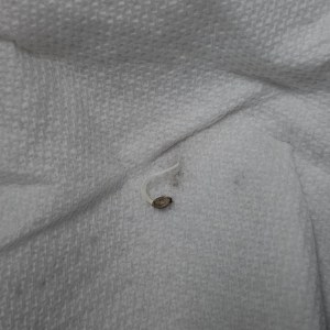 bbs-grow-diaries/blimburnseeds-com/user-48251/2d69e1c0e40b1fb6