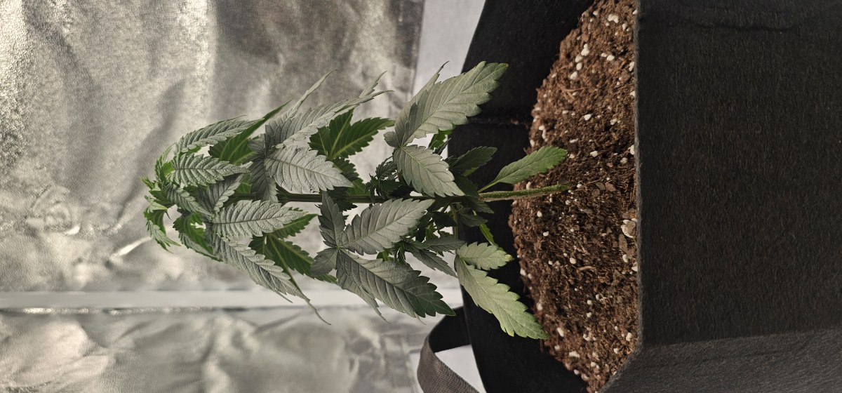 bbs-grow-diaries/blimburnseeds-com/user-48251/36a19cb4cf4c4515