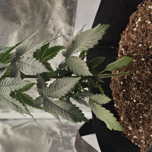 bbs-grow-diaries/blimburnseeds-com/user-48251/36a19cb4cf4c4515