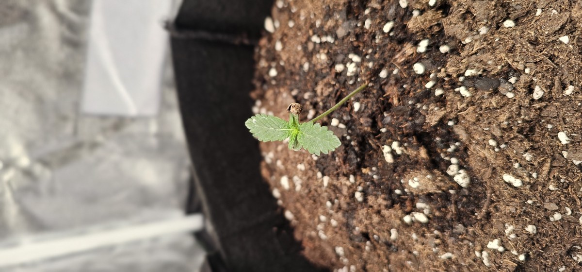 bbs-grow-diaries/blimburnseeds-com/user-48251/4b8c5d6ebbe7b563