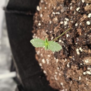 bbs-grow-diaries/blimburnseeds-com/user-48251/4b8c5d6ebbe7b563