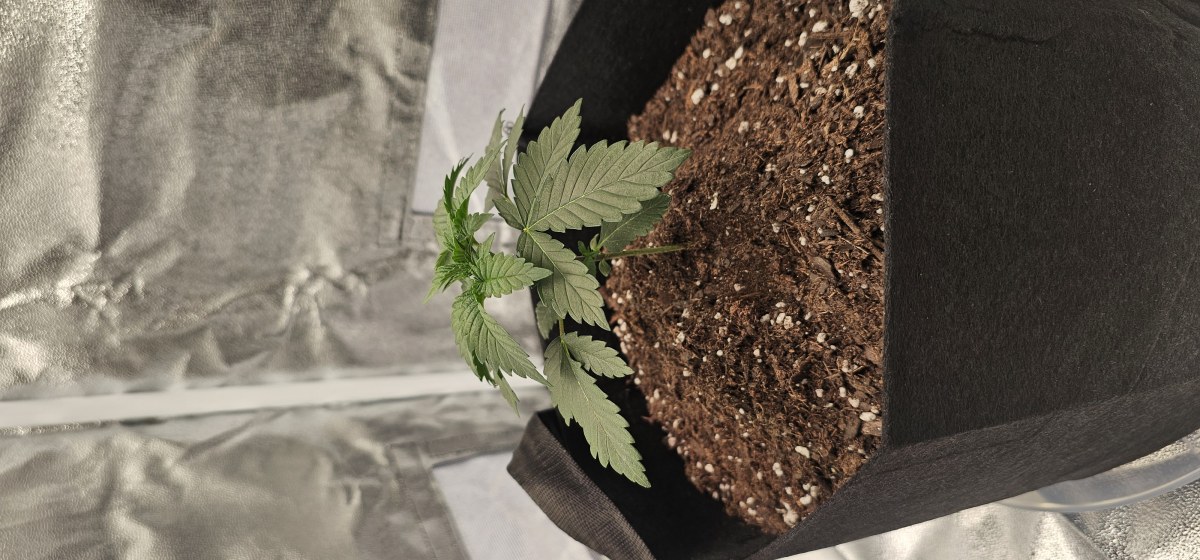 bbs-grow-diaries/blimburnseeds-com/user-48251/55ad81b0d98de5cb
