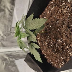 bbs-grow-diaries/blimburnseeds-com/user-48251/55ad81b0d98de5cb