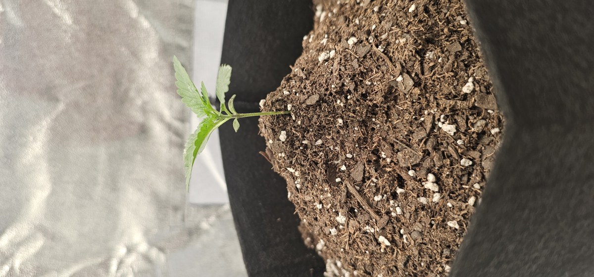 bbs-grow-diaries/blimburnseeds-com/user-48251/5888ebcaa42bb473