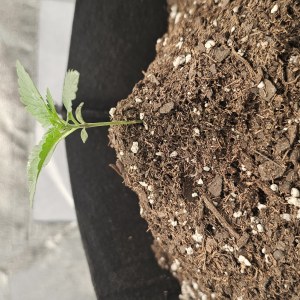 bbs-grow-diaries/blimburnseeds-com/user-48251/5888ebcaa42bb473