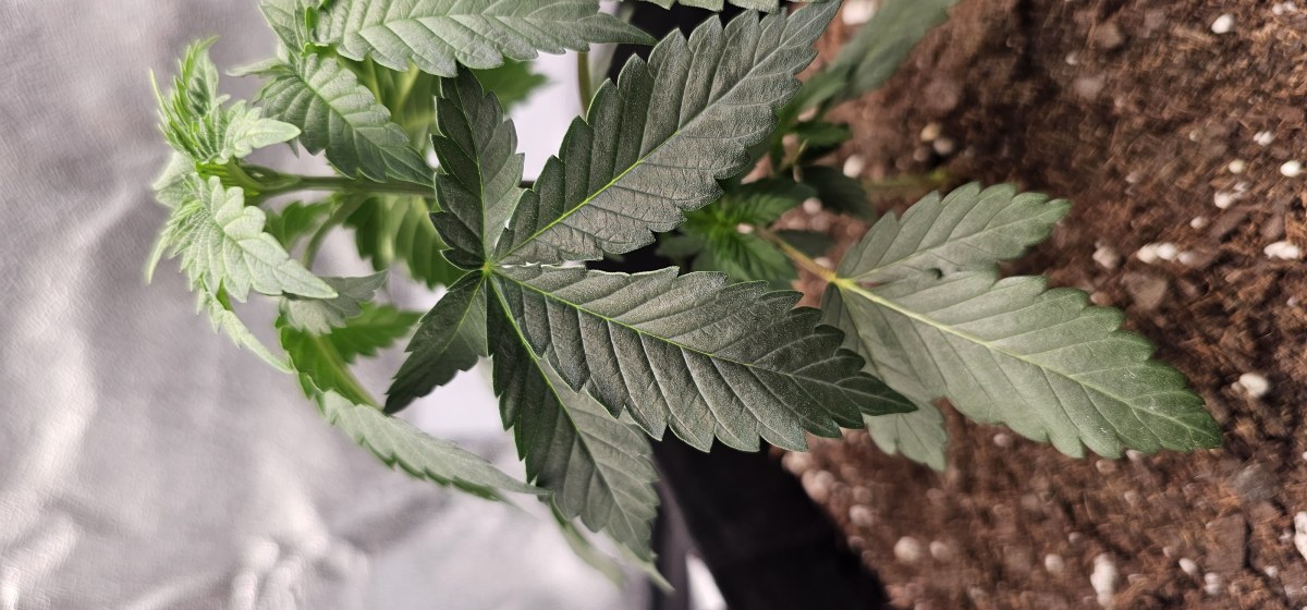 bbs-grow-diaries/blimburnseeds-com/user-48251/5c58bc91edd7de38