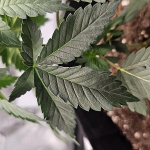 bbs-grow-diaries/blimburnseeds-com/user-48251/5c58bc91edd7de38