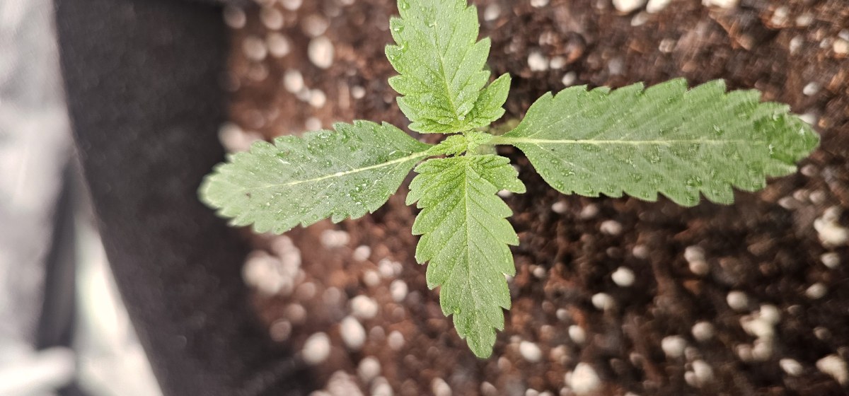 bbs-grow-diaries/blimburnseeds-com/user-48251/6cc526e9d102aa86