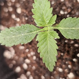 bbs-grow-diaries/blimburnseeds-com/user-48251/6cc526e9d102aa86