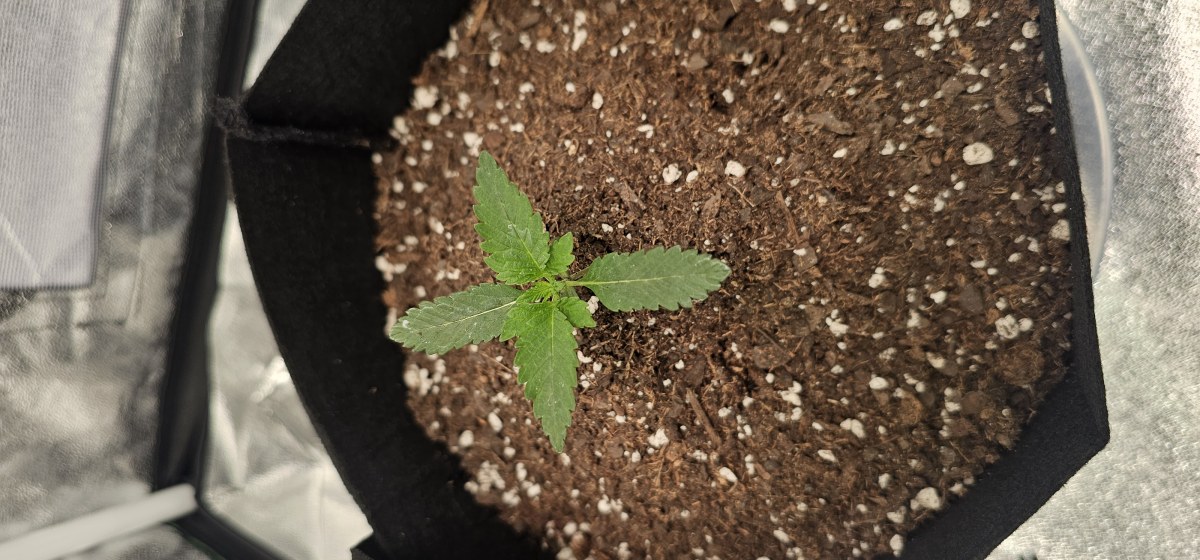bbs-grow-diaries/blimburnseeds-com/user-48251/9e0ab7da77b7ded3