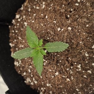 bbs-grow-diaries/blimburnseeds-com/user-48251/9e0ab7da77b7ded3