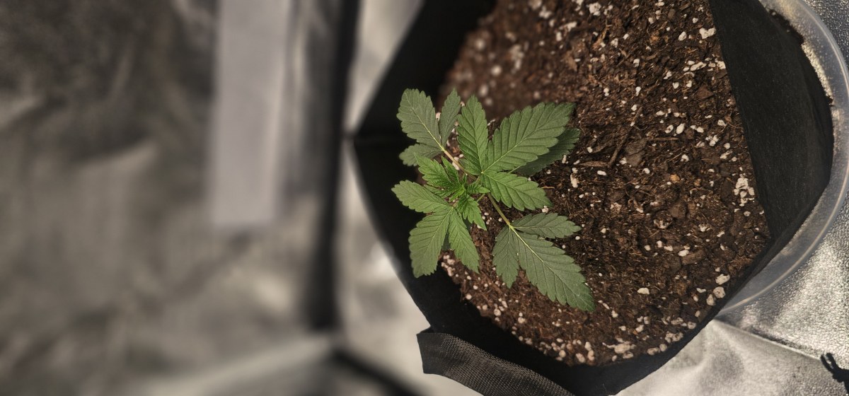 bbs-grow-diaries/blimburnseeds-com/user-48251/a20bb974989723de