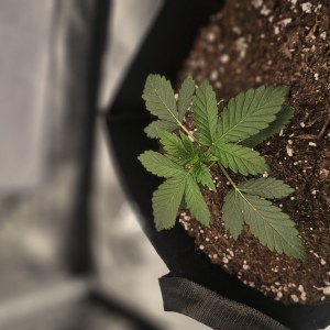 bbs-grow-diaries/blimburnseeds-com/user-48251/a20bb974989723de