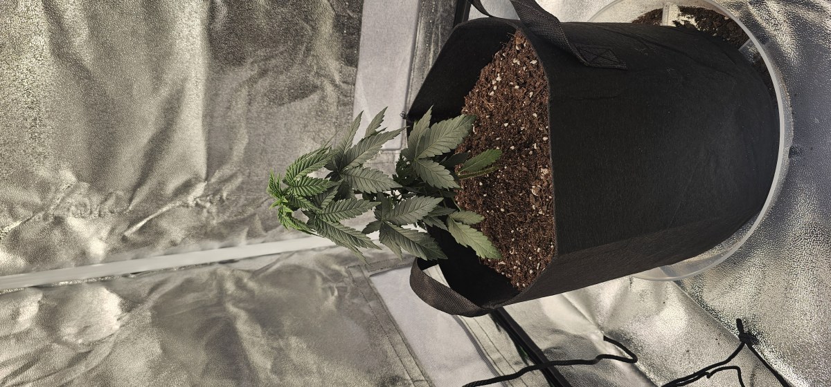 bbs-grow-diaries/blimburnseeds-com/user-48251/a24078b7d6387643