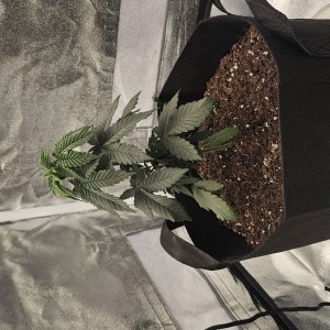 bbs-grow-diaries/blimburnseeds-com/user-48251/a24078b7d6387643