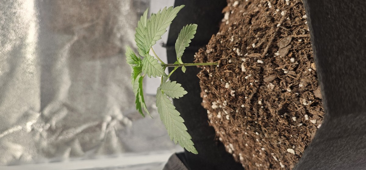 bbs-grow-diaries/blimburnseeds-com/user-48251/ae5f0aeb398e7598