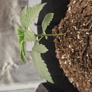bbs-grow-diaries/blimburnseeds-com/user-48251/ae5f0aeb398e7598