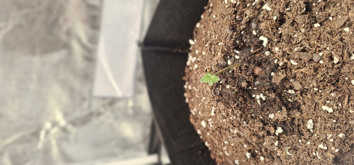 bbs-grow-diaries/blimburnseeds-com/user-48251/b2c97bfd1f2d2690