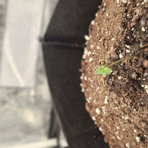 bbs-grow-diaries/blimburnseeds-com/user-48251/b2c97bfd1f2d2690