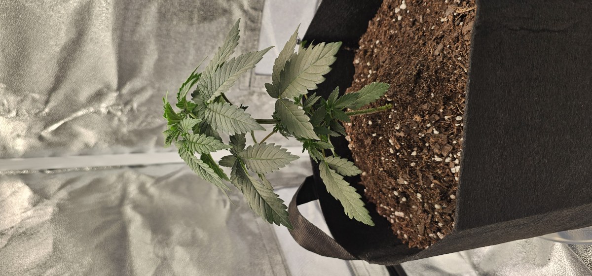 bbs-grow-diaries/blimburnseeds-com/user-48251/b571fcde0ce77862