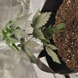 bbs-grow-diaries/blimburnseeds-com/user-48251/b571fcde0ce77862