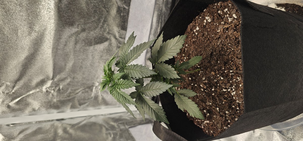 bbs-grow-diaries/blimburnseeds-com/user-48251/d6c439dca5c6b301