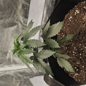 bbs-grow-diaries/blimburnseeds-com/user-48251/d6c439dca5c6b301