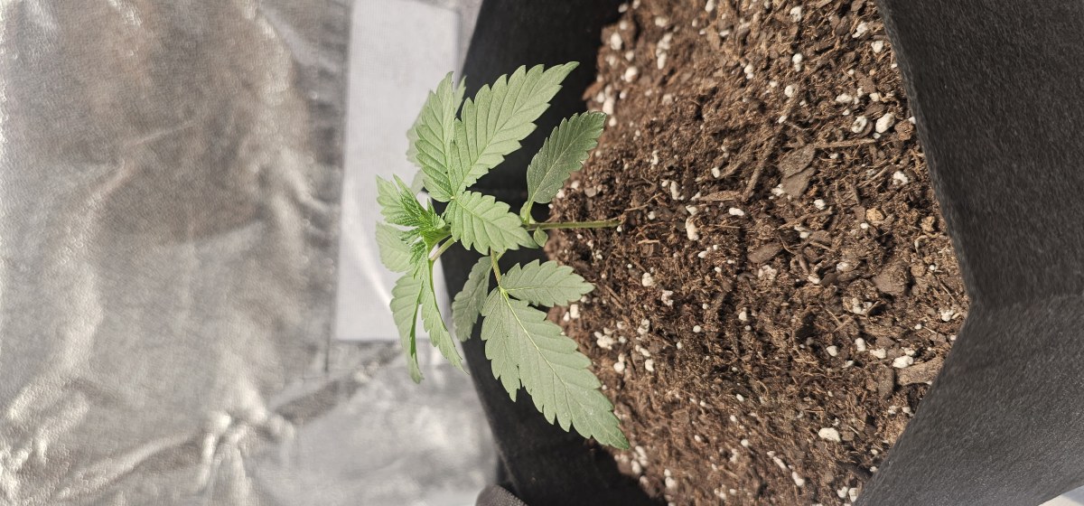 bbs-grow-diaries/blimburnseeds-com/user-48251/f046df96e40c802e