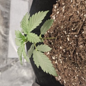 bbs-grow-diaries/blimburnseeds-com/user-48251/f046df96e40c802e