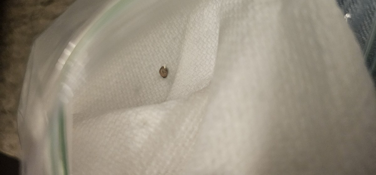 bbs-grow-diaries/blimburnseeds-com/user-48251/f08a6cc9fbd33cd0