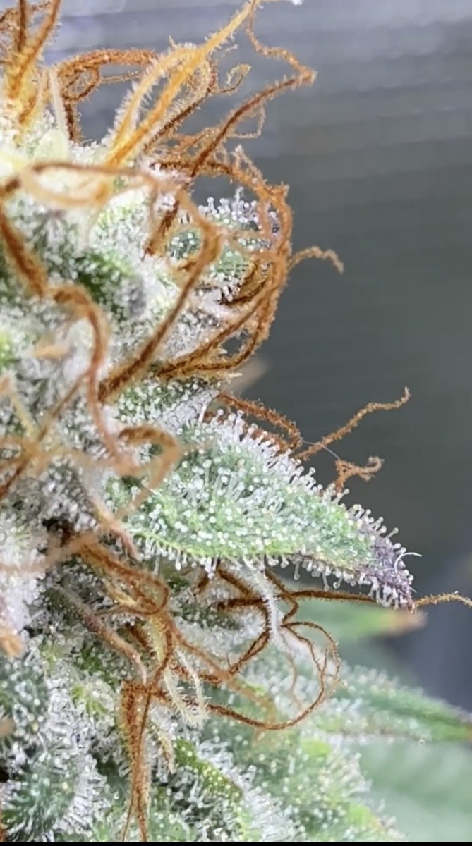bbs-grow-diaries/blimburnseeds-com/user-48804/18b276b78df3d22f