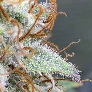 bbs-grow-diaries/blimburnseeds-com/user-48804/18b276b78df3d22f