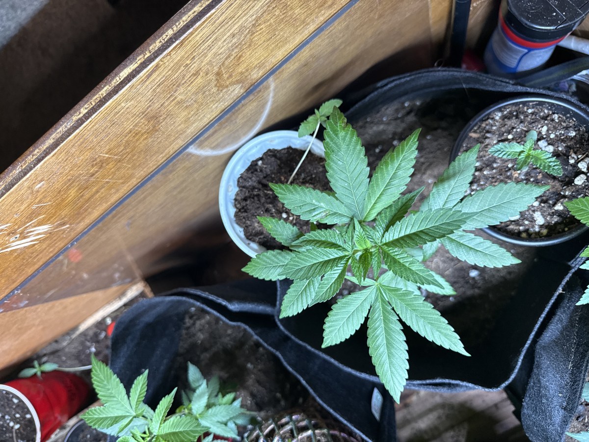 bbs-grow-diaries/blimburnseeds-com/user-48804/1d94c2111267f70d